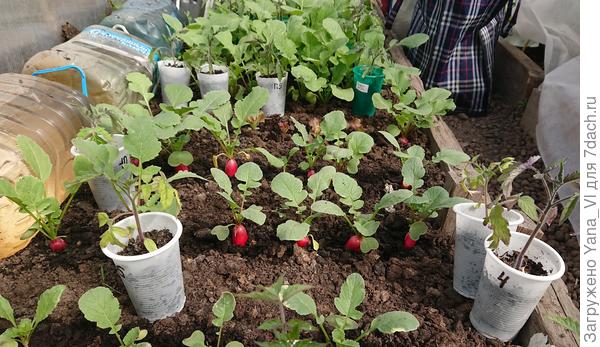 26.04. Редиска готова к съёму