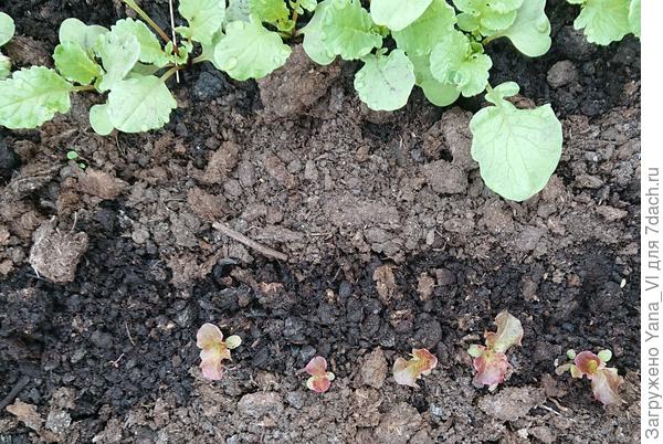 18 апреля. Редис почти готов к съёму, салат подрастает