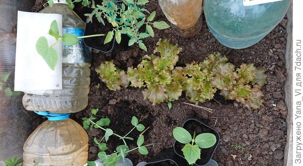 Салат ощутимо подрос