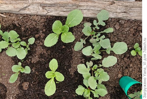 Тоже 18.04. А вот пекинская капуста вполне ощутимо рванула