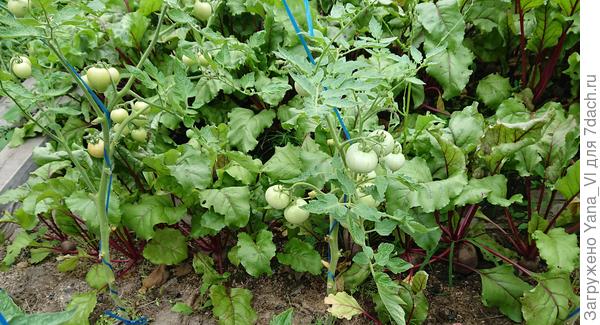 Ещё пример из грунта