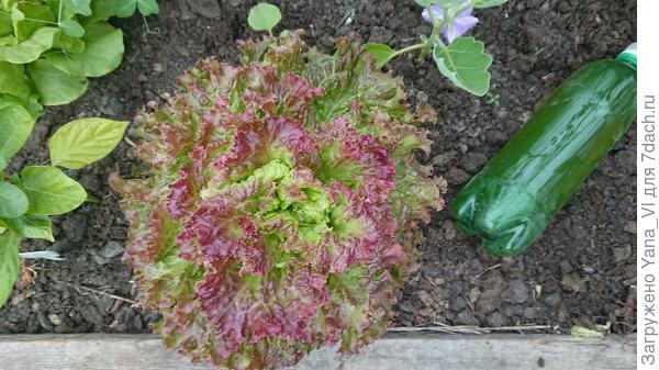 Последний салатик в теплице