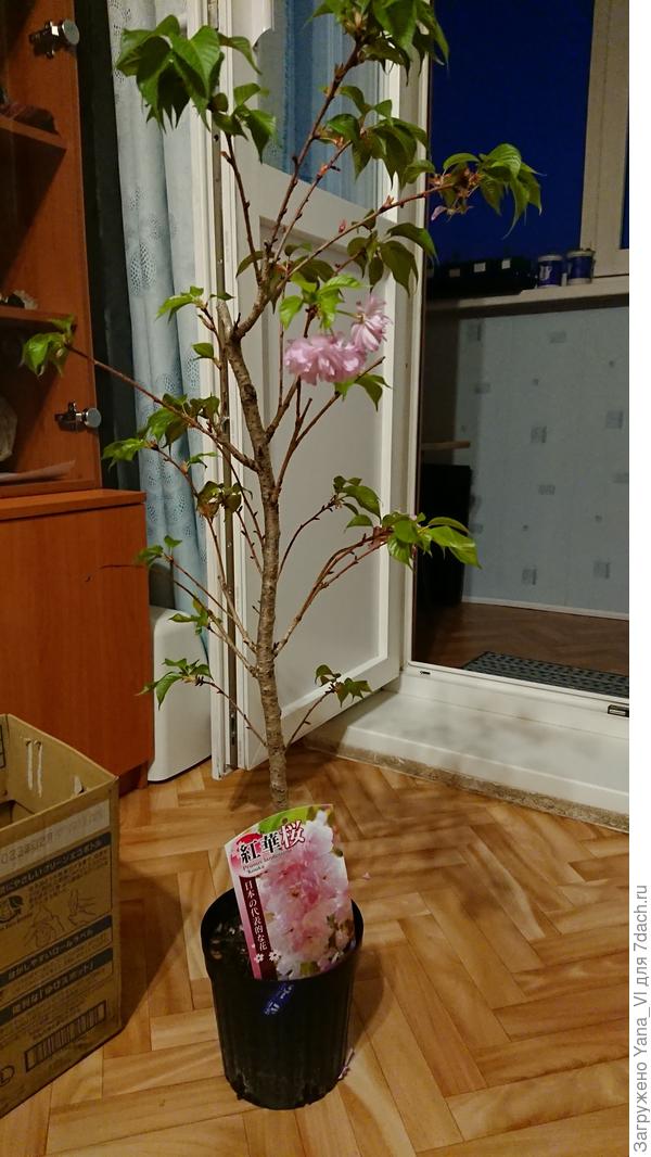 Горшок для такого размера очень мал.