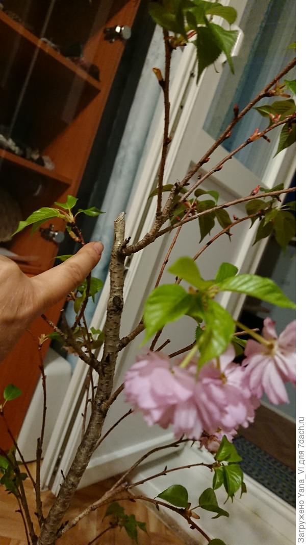 Обрезан как попало, с торчащими пеньками и сухими обломанными веточками