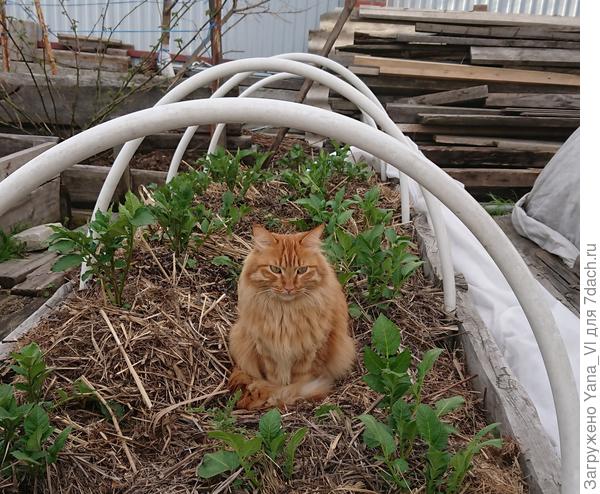 Вот как раз пример - Рыжий картофель под сеном караулит :) чтобы мыши не завелись :)