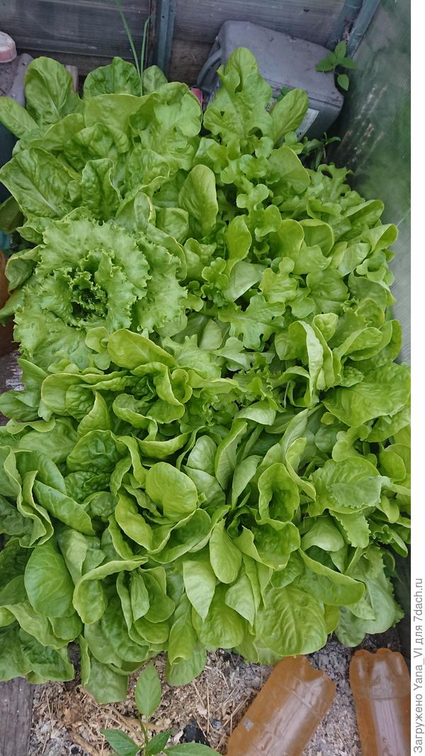 Колосятся только салаты