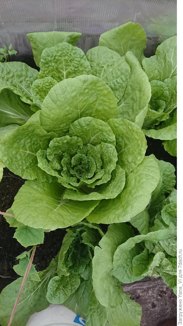 и капуста. И то, это всё в теплице.