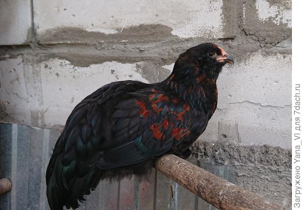 Амераукан, 2 месяца.