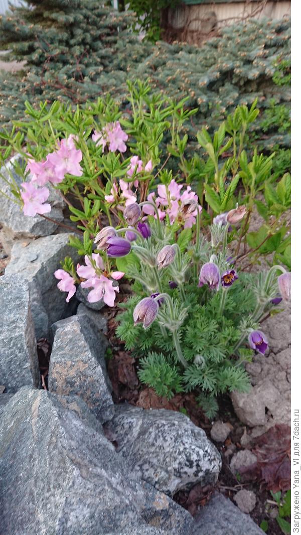 И где это видано, чтобы подснежники и рододендроны цвели одновременно?