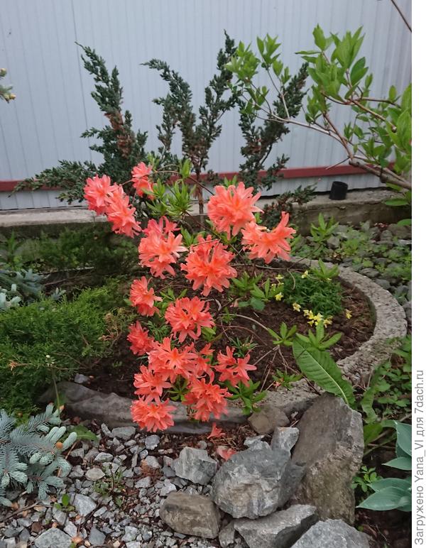 Рододендрон японский