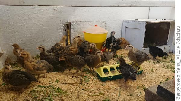 Еще только наполовину оперились и выглядят смешно. Где то пух торчит ещё.