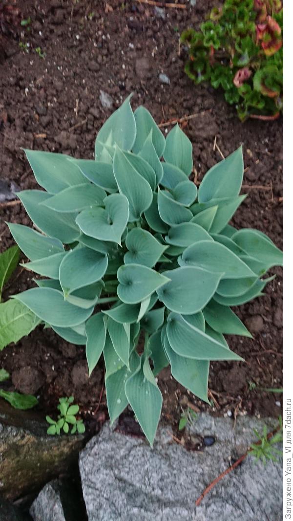 Дождь с неё скатывается, не оставляя следов.