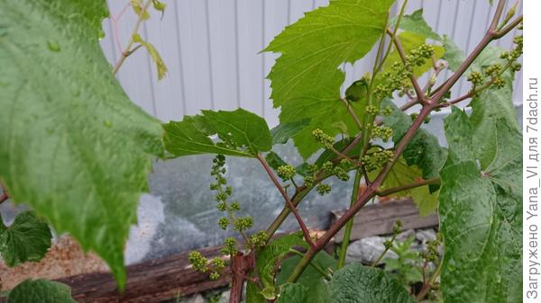 Будущие соцветия