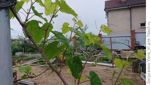 Они же на другом кустике