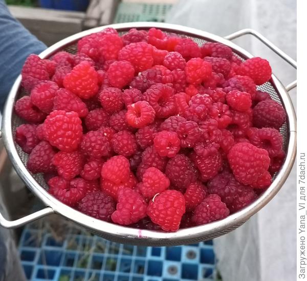 Ежедневная порция.