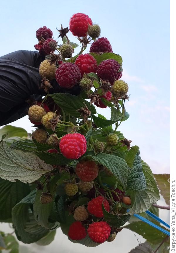 Ремонтантная малина плодоносила как сумашедшая.
