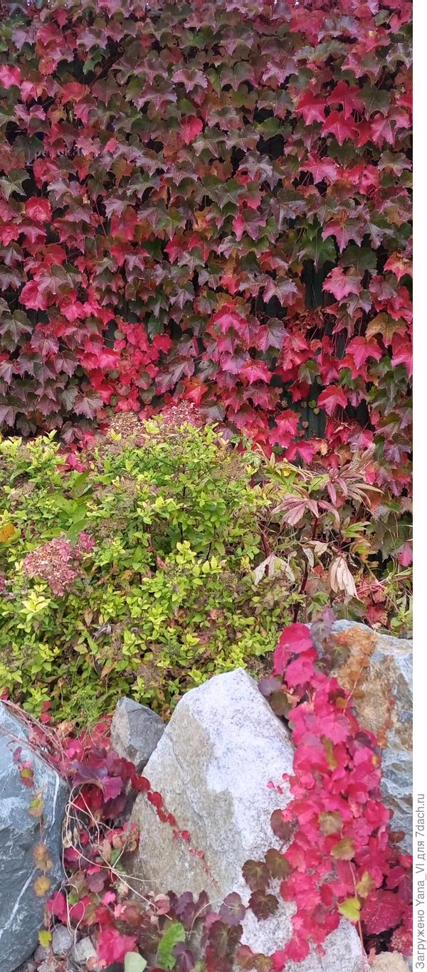 А по забору стекают "багровые реки"...