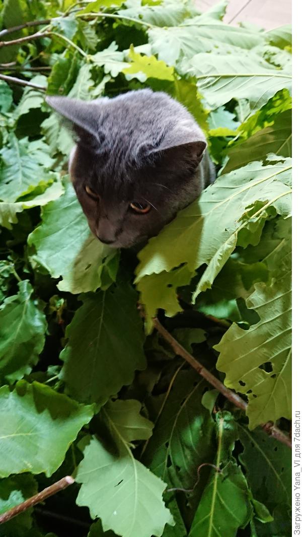 Наша Тэм в засаде бдит!