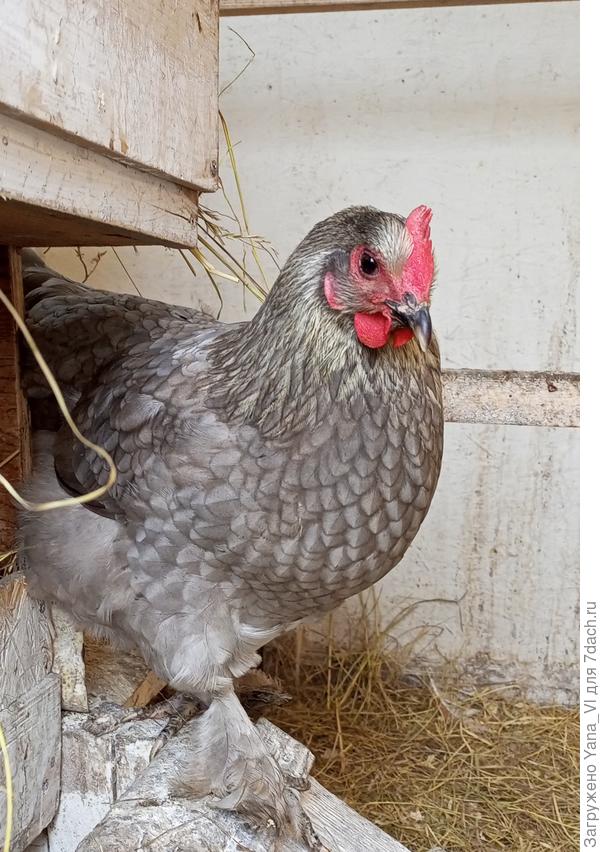 Моя любимая красотка.