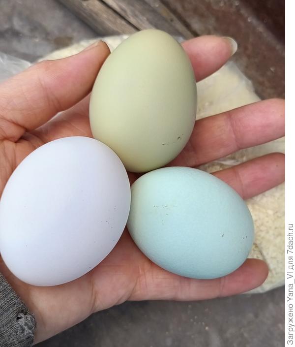 Ещё одну новую породу завела. У них яйцо оливкового цвета. Рядом с голубым и белым особенно отчётливо видно.