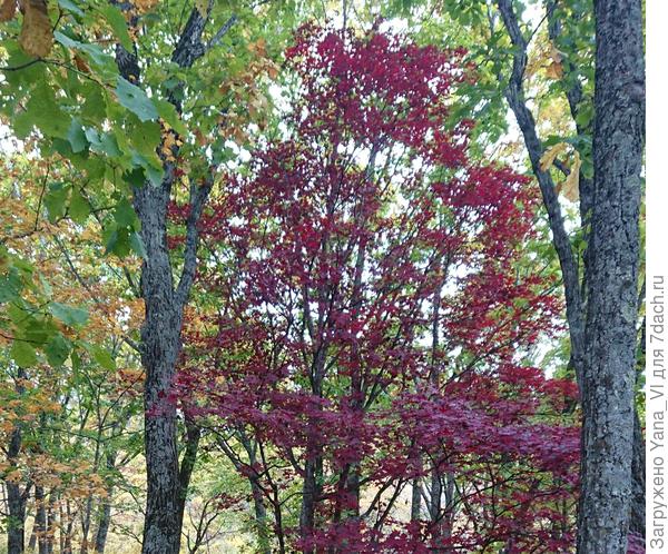 И даже такие... багровые!