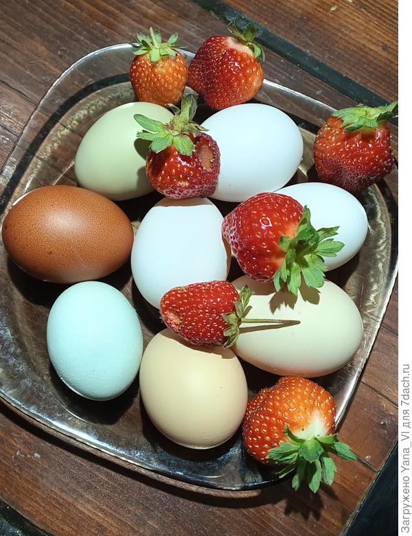 Дачный натюрморт