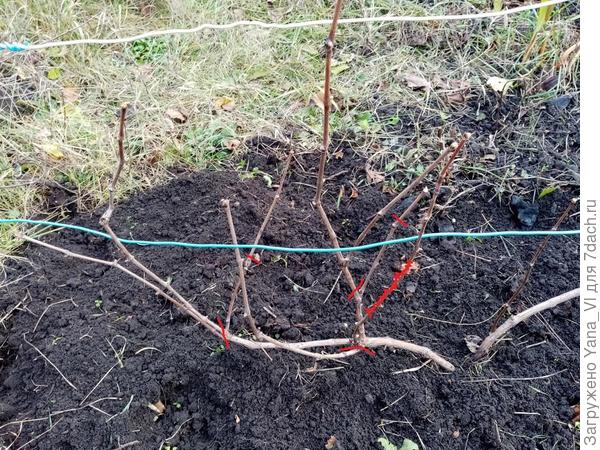 Тот побег, который я по длине заштриховала надо юы вырезать полностью, в месте сочленения с рукавом. Только на фото это не получится обозначить, другие побеги закрывают просмотр.