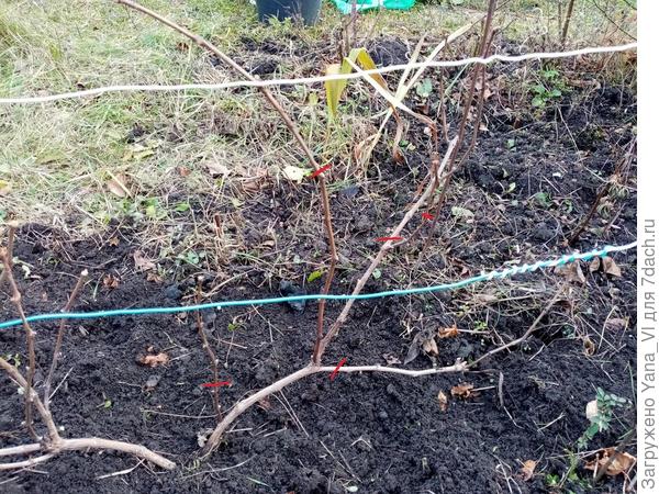 С этим проще, он поменьше и побегов на нём мало.