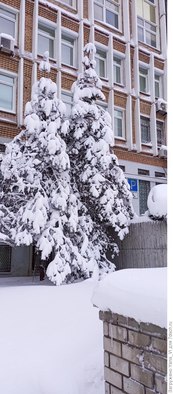 Это сосны, если что, а не ели.