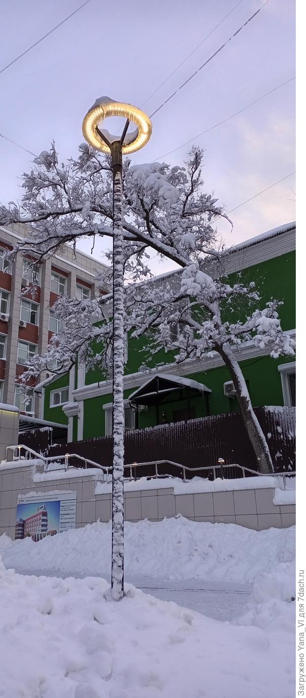 Фонарь и дерево...