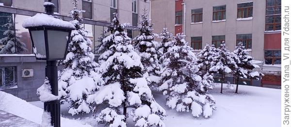 А это уже ели