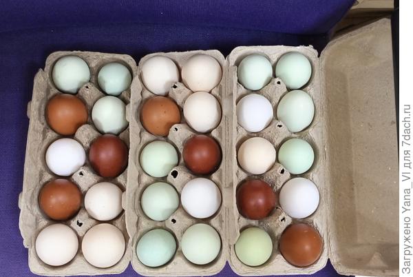 Скоро пасха. :) А мне яйца красить не надо.