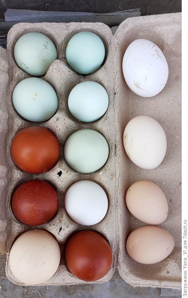 Правый нижний угол - два бежевых яйца - цесарки. Они меньше куриных, но больше перепелиных. И считаются гораздо полезнее и тех и других. Соответственно стоят гораздо дороже. Но очень редко бывают в продаже..