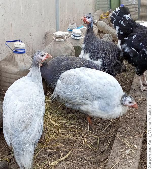 Это они ещё маленькие, осенью в теплице.