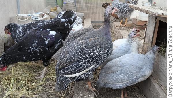 Цесарки страшненькие, по сравнению с курами