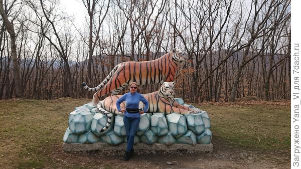 Тигры на въезде села Анучино.