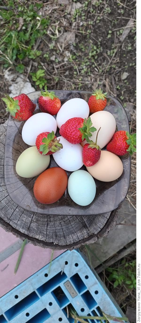 Яички от моих счастливых курочек :)))