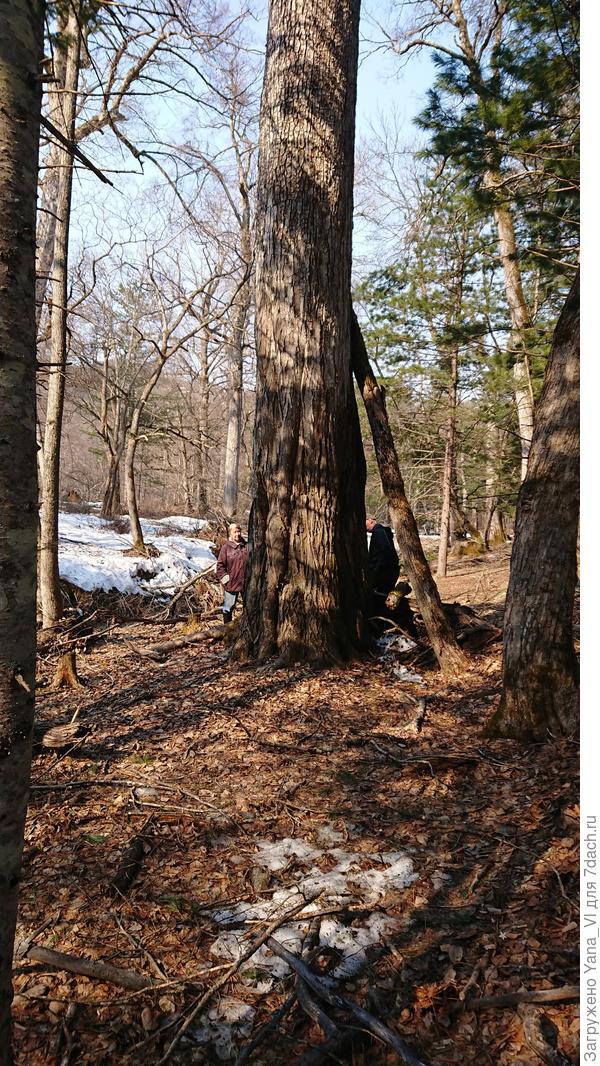 Деревья великаны