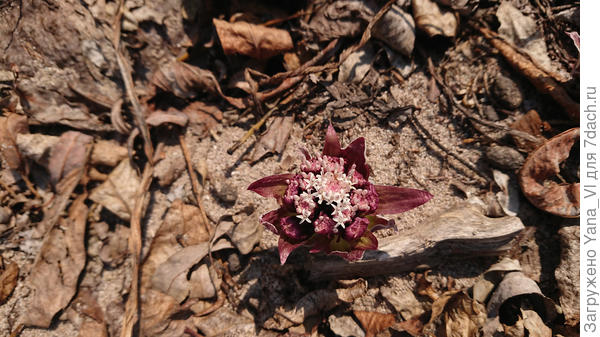 Я запечатлела пару странных цветочков, пробивающихся на берегу...