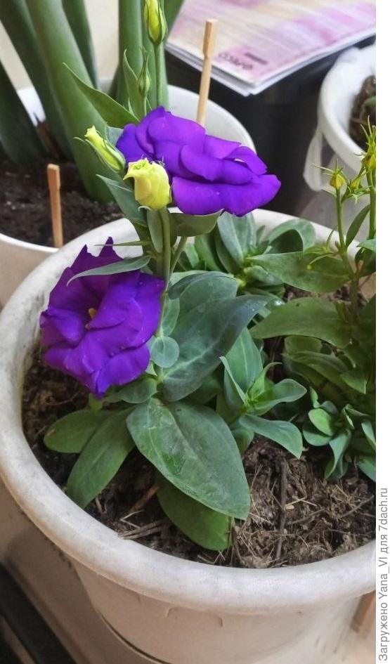 А эта малышка Нора Барлоу (горшечная, карликовая)