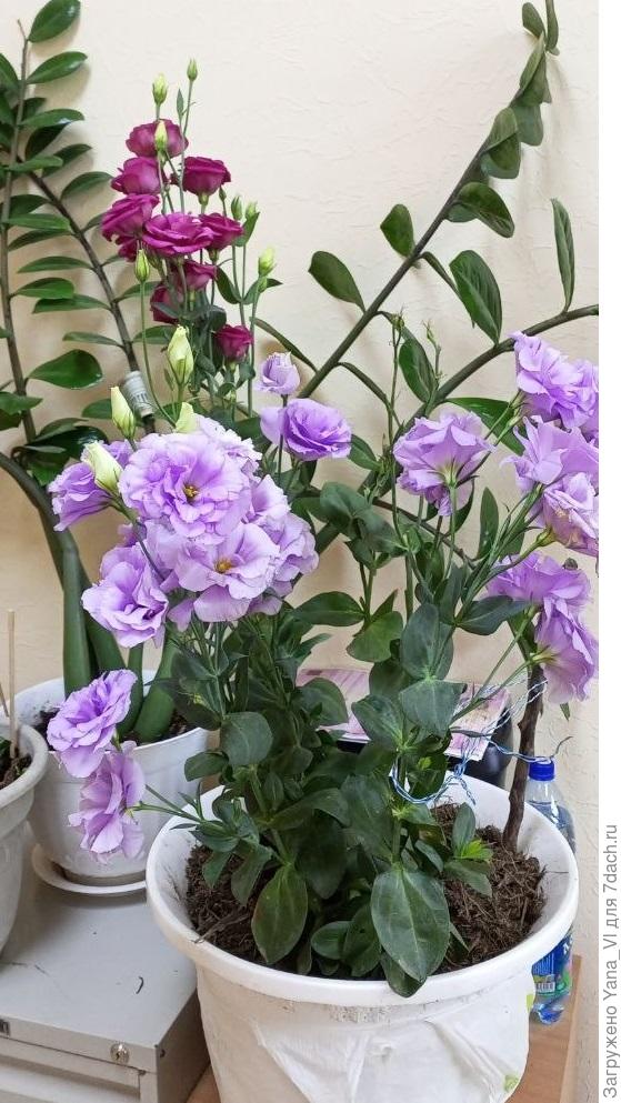 Леди Эшли и принцесса Луиза в одном большом горшке