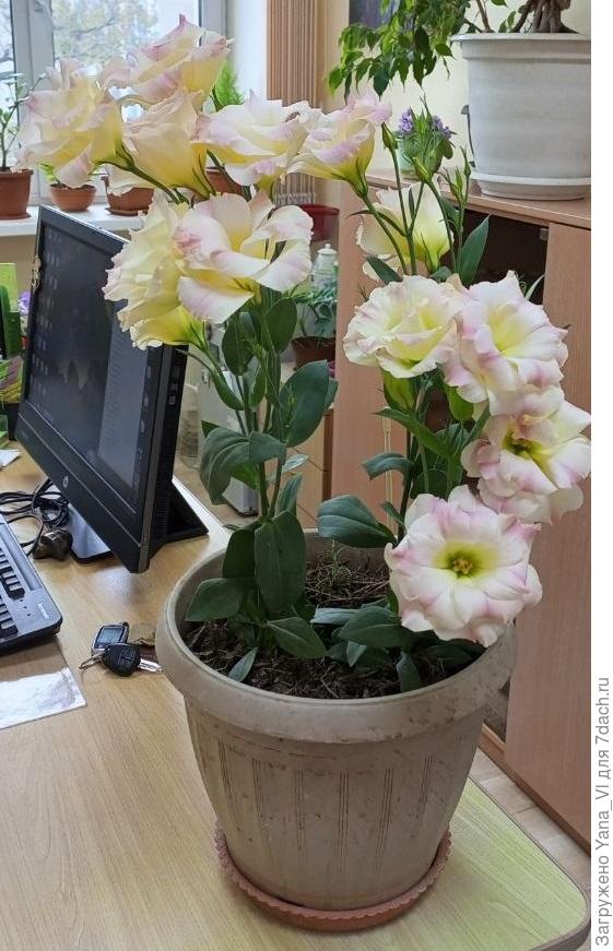 Баттерфляй