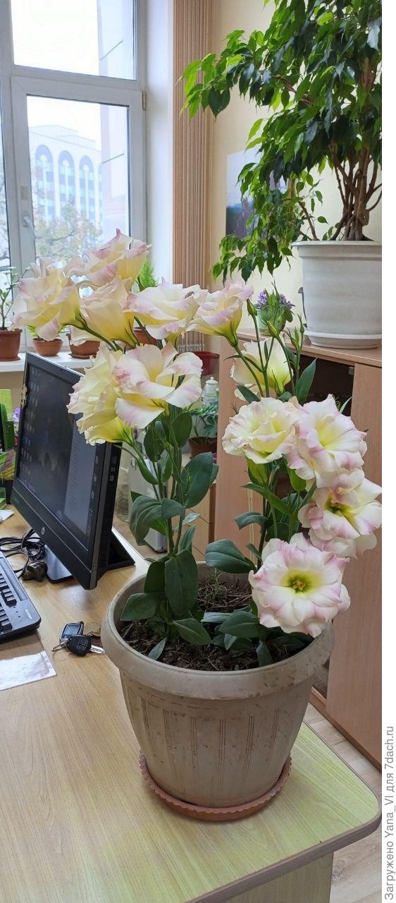 А к себе на работу я привезла эустомы. А то они доцвести не успели, а на участке уже заморозки. Жалко их стало.