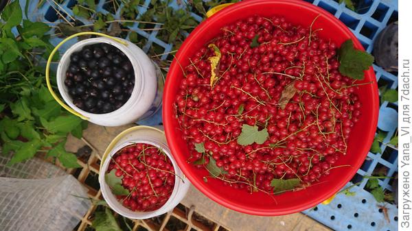 Здесь на фото конечно больше красная, но чёрная смородина справа в бидончике присутствует :)