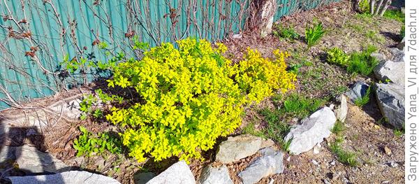 На переднем плане лимонный, а второй чуть дальше и он ещё маленький, плохо видно.