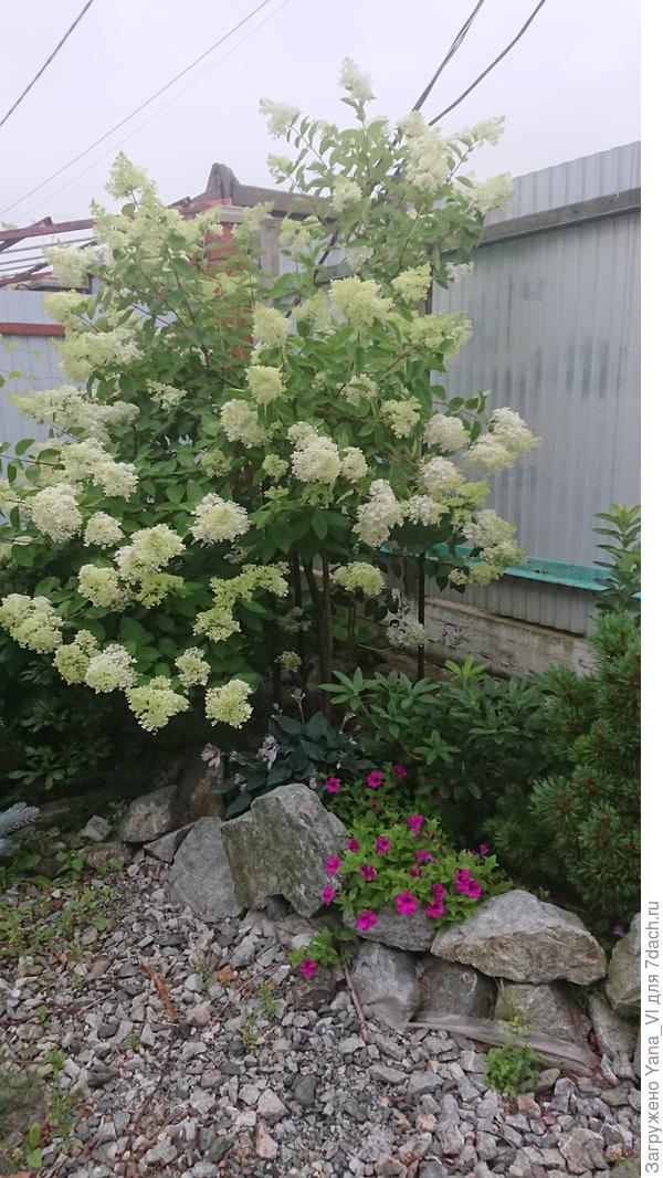 Вот моя &quot;разлипуха&quot;(начало августа)