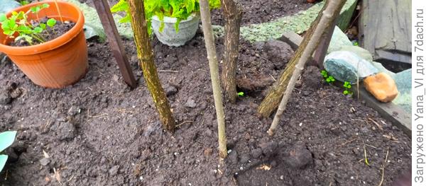 А вот это оставшиеся стволы основной гортензии. Три старые, а два молодые, их по коре и толщине видно. Ч вот собиралась и их пересадить. А теперь задумалась. Не надо, наверное?