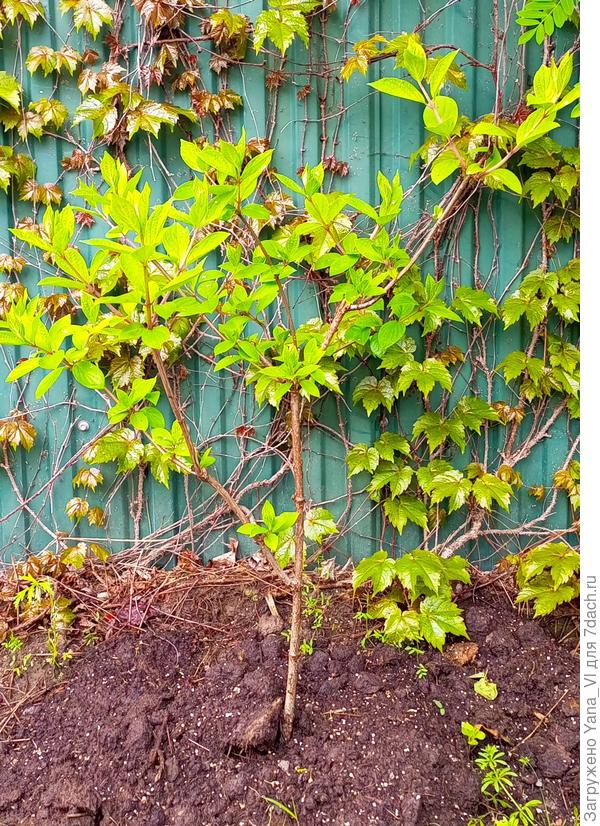 Вот этот был пересажен в сентябре 2023 г. Похоже, что ему всё нравиться. Но надо срочно формировать. :(  Хотя бы его не упустить.. И похоже, я и его слишком глубоко зарыла, да?