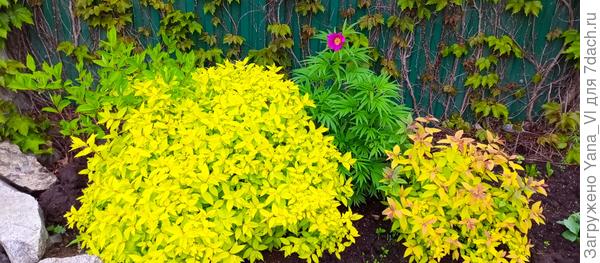 У меня марьин корень зацвёл, наплевав на погоду :)