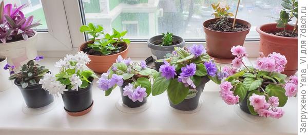 И фиалочки на окне радуют